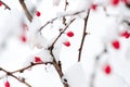 Winter background, red berries on the frozen branches covered with hoarfrost Royalty Free Stock Photo