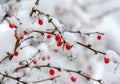 Winter background, red berries on the frozen branches covered with hoarfrost Royalty Free Stock Photo