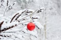 Winter background with a red Christmas ornament, red Christmas bauble hanging on a tree branch in a snowy forest Royalty Free Stock Photo