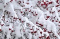 Winter background with red rose hips covered with snow Royalty Free Stock Photo