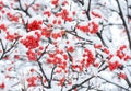 Winter background with red Rowan berries and snow. Branches of a Rowan tree with red fruits covered with snow Royalty Free Stock Photo