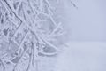 Winter Background with snow branches tree. Hoarfrost on twig Royalty Free Stock Photo