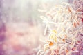 Winter Background with snow branches tree leaves Royalty Free Stock Photo