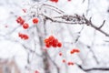 Snow-covered bare branch of Rowan with ripe red berries. Royalty Free Stock Photo