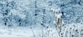 Winter background with snow-covered dry plants and weeds in the forest on a blurred background during snowfall, space for copying Royalty Free Stock Photo