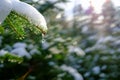 Winter background with snow covered fir branch Nordmann fir. Water drop drips from small fir cone, back lit by the sun Royalty Free Stock Photo