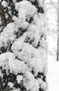 Winter background with snow-covered tree bark in macro closeup Royalty Free Stock Photo