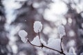 Winter background with snow covered twigs