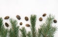 Winter background with snow fir branch and cones. Coniferous tree with needles Royalty Free Stock Photo