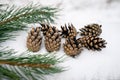 Winter background with snow pine cones and fir branch. Coniferous tree with needles with blurred background Royalty Free Stock Photo