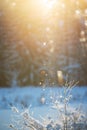 Winter background with snowy branches, ice crystals glittering in sunlight Royalty Free Stock Photo
