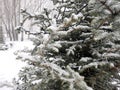 Winter background. Snowy pine trees for postcards.