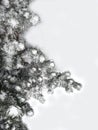 Winter background. Snowy pine trees for postcards. Royalty Free Stock Photo