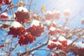 Winter background with snowy red viburnum berries against the sky with sunlight