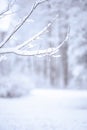 Winter background, with space for text. In the foreground of a tree branch in the snow, in the back of the winter forest blurred