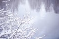 Winter background, with space for text. Tree branches covered with snow against the background of a blurry lake Royalty Free Stock Photo