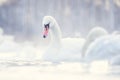 Winter background swan lake. White swan on the background of other swans on the lake. The water is steaming.