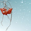 The winter background thread rowan.