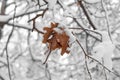 Winter background with tree branch and orange leaf under the snow Royalty Free Stock Photo