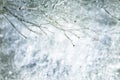 Winter background. Tree branches covered with snow Royalty Free Stock Photo