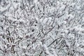 Winter background of tree branches covered  snow. In the winter after a blizzard_ Royalty Free Stock Photo