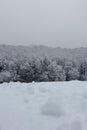 Winter background. Winter forest frozen trees. Royalty Free Stock Photo