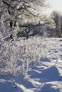 Winter backlit Royalty Free Stock Photo