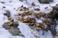 Winter bait for birds and squirrels on a stone Royalty Free Stock Photo