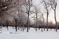 Winter bald tree trunks and branches