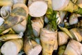 Winter bamboo shoots as vegetable Royalty Free Stock Photo