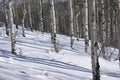 Winter, bare aspens in snow