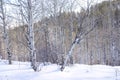 Winter, bare aspens in snow