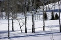 Winter, bare aspens in snow