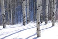 Winter, bare aspens in snow