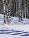 Winter: bare aspens in snowfield