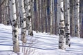 Winter: bare aspens in snowfield