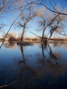 Winter bare cottonwoods reflecting in a stretch of water in Bosque del Apache National Wildlife Refuge New Mexico