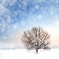 Winter bare tree and snowfall Royalty Free Stock Photo