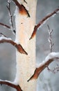 Winter Bark 2