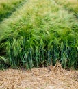 Winter barley, demo field, divided sectors of new varieties cereals