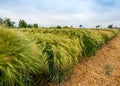 winter barley, demo field, divided sectors demo plots of new varieties