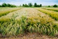 winter barley, demo plots of new varieties cereals