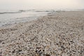Winter beach of shells at black sea Royalty Free Stock Photo
