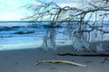 Winter beach after the storm with frozen branches