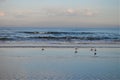 Winter beach sunset with endless horizon with bird figures