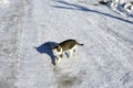 Winter bear and street animals, a cat is walking on the street on the snow, the cat walking in the snow, street cats Royalty Free Stock Photo
