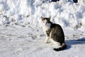 Winter bear and street animals, a cat is walking on the street on the snow, the cat walking in the snow, street cats Royalty Free Stock Photo