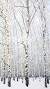 Winter Beautiful Birch Grove