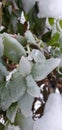 Winter, beautiful frozen green bush