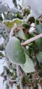 Winter, beautiful frozen green bush